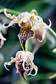 Dendrobium alexandrae orchid