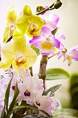 Dendronium nobile and phalaenopsis orchids
