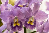 Purple orchid flowers