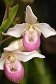 Phragmipedium orchid hybrid