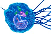 Macrophage white blood cell, illustration