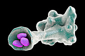 Amoeba protozoan engulfing bacteria, illustration