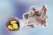 Amoeba protozoan engulfing bacteria, illustration