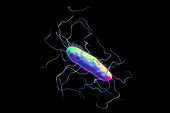 A bacterium with flagella and pili, illustration