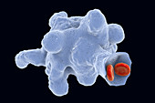 Parasitic amoeba (Entamoeba histolytica), illustration