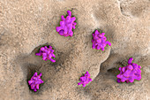 Parasitic amoeba (Entamoeba histolytica), illustration