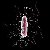 Proteus mirabilis bacterium, illustration