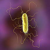 Proteus vulgaris bacterium, illustration