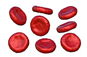 Red blood cells, illustration