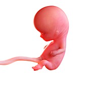Human foetus age 10 weeks, illustration