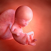 Human foetus age 12 weeks, illustration