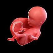 Human foetus age 14 weeks, illustration