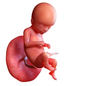 Human foetus age 16 weeks, illustration