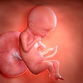 Human foetus age 19 weeks, illustration