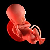 Human foetus age 24 weeks, illustration