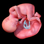 Human foetus age 27 weeks, illustration