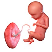Human foetus age 29 weeks, illustration