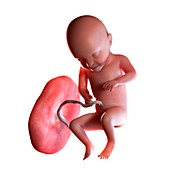 Human foetus age 31 weeks, illustration