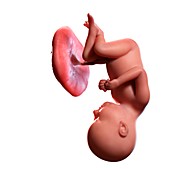 Human foetus age 37 weeks, illustration