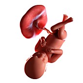 Human foetus age 39 weeks, illustration