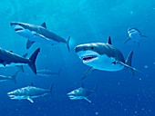 Sharks swimming underwater, illustration