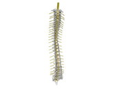 Spinal Cord 1