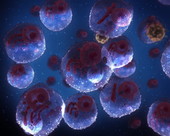 HIV Virus Human Cells 1