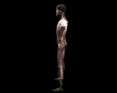 Musculoskeletal Body X-Ray 2