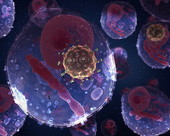 HIV Virus Human Cell 2