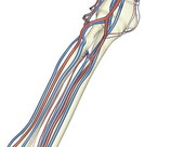 The radial artery