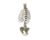 Spine Ribs Pelvis Bones A