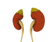 Kidneys 1