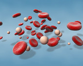 Blood Cells 3