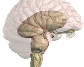The brainstem