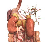 The kidneys
