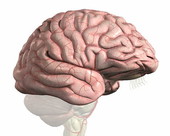 The cerebral hemispheres
