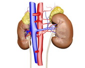 The blood vessels of the kidneys