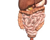 The vermiform appendix