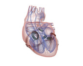 Heartbeat X-Ray 1