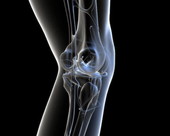 Knee Joint X-Ray 2