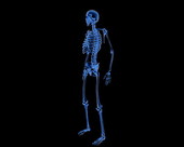 Skeleton System X-ray 2