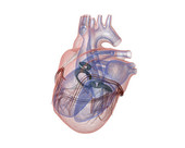 Heartbeat X-Ray 2