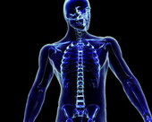 Skeletal System X-Ray 3
