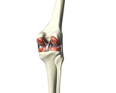 Knee Joint 2