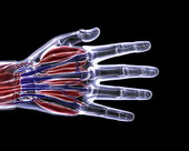 Hand Anatomy X-Ray 1