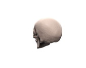 Skull Rotation 2