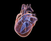 Heartbeat X-Ray 4