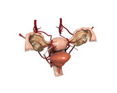 Female Organs Rotation 1