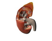 Kidney Anatomy 4