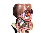 Renal System Anatomy 1